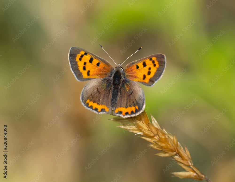 American Copper butterfly perched on head of grass seed American Copper butterfly perched on head of grass seed