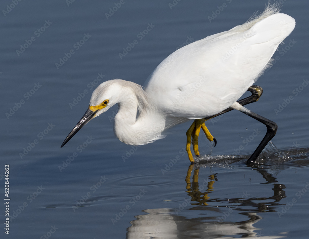 Snowy Egret hunting and feeding on small fish Snowy Egret hunting and feeding on small fish