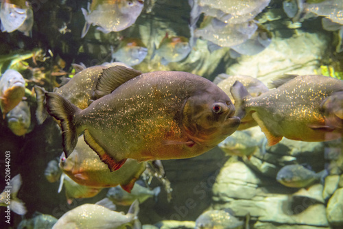 Red bellied piranha fish swims in water