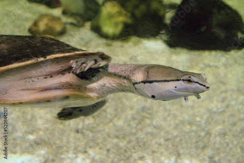 Face of Phrynops geoffroanus. Geoffroys side-necked turtle swims in water.