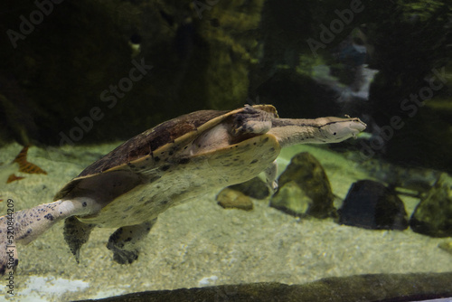 Geoffroys side-necked turtle swims in water. Phrynops geoffroanus. © nskyr2