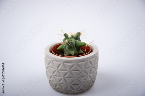 Cactus in small pot photographed on white background.