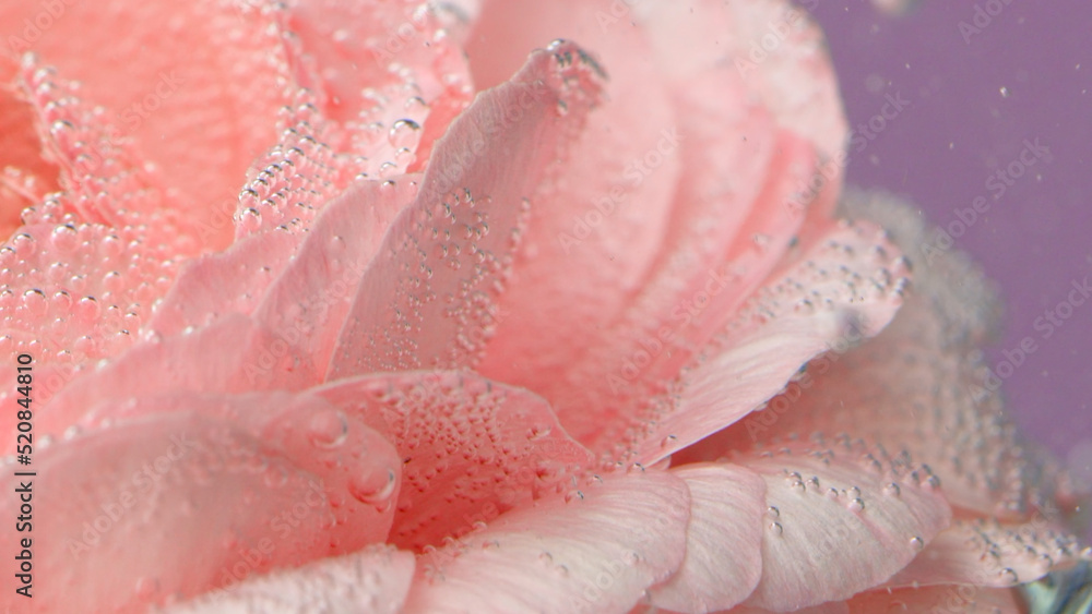 Shooting underwater.Creative.A bright flower bud that is located in the water and on which there are small bubbles.