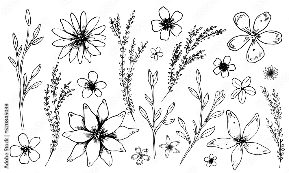Simple vector Flowers and Plants. Sketch of Plants in outline style. Floral linear drawing of chamomile and daisy Simple vector Flowers and Plants. Sketch of Plants in outline style. Floral linear drawing of chamomile and daisy