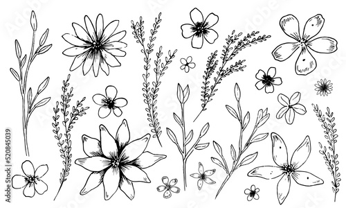 Simple vector Flowers and Plants. Sketch of Plants in outline style. Floral linear drawing of chamomile and daisy