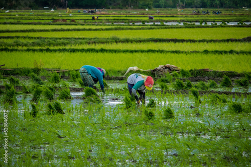 Photo of farmers planting rice.