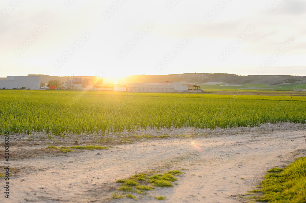 Fototapeta premium Horizontal photograph of a plot of garlic plantation and sprinklers at sunset, with some industrial buildings and mountains in the background of the image. Copy space. Selective focus.