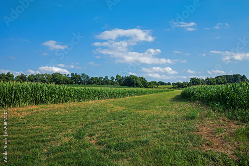 Contour buffer strip in corn field. It reduces sheet and rill erosion, slows runoff, traps sediments, contaminants, nutrients, and pesticides, and provides food and cover for wildlife and pollinators. photo