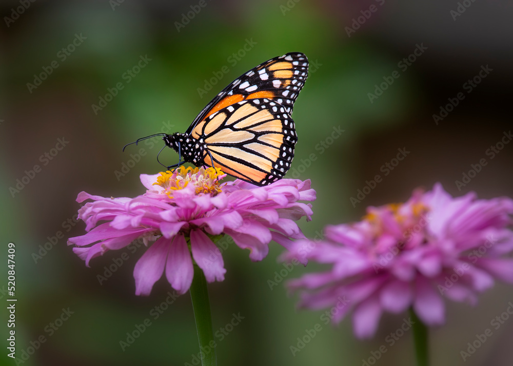 Monarch butterfly on flower Monarch butterfly on flower