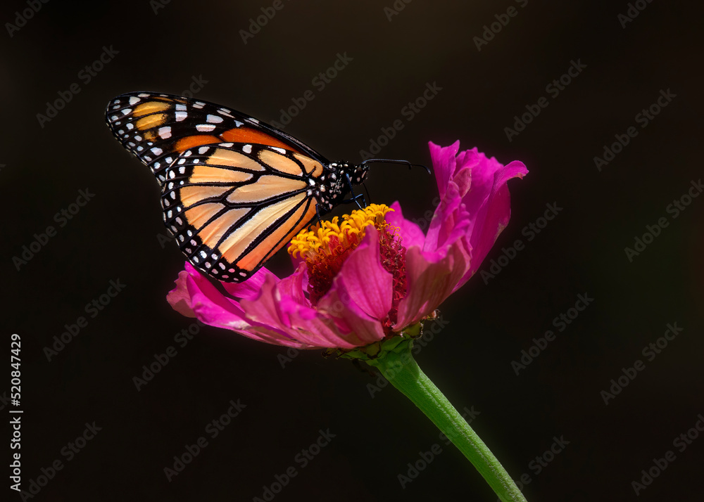 Fototapeta premium Monarch butterfly on flower