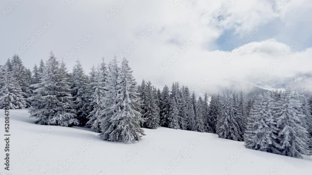 Beautiful forest in the clouds after strong snowfall Beautiful forest in the clouds after strong snowfall