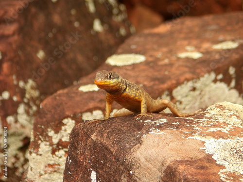 Lagartija 
