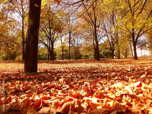 Hojas en Otoño