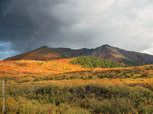 Dramatic colorful mountain landscape with a hillside in golden sunlight in autumn. Mountain plateau with a dwarf birch and cedar forest of the sunlit mountainside under dark sky.