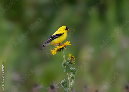 gold finch