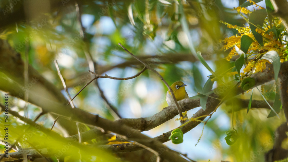 bird on a branch