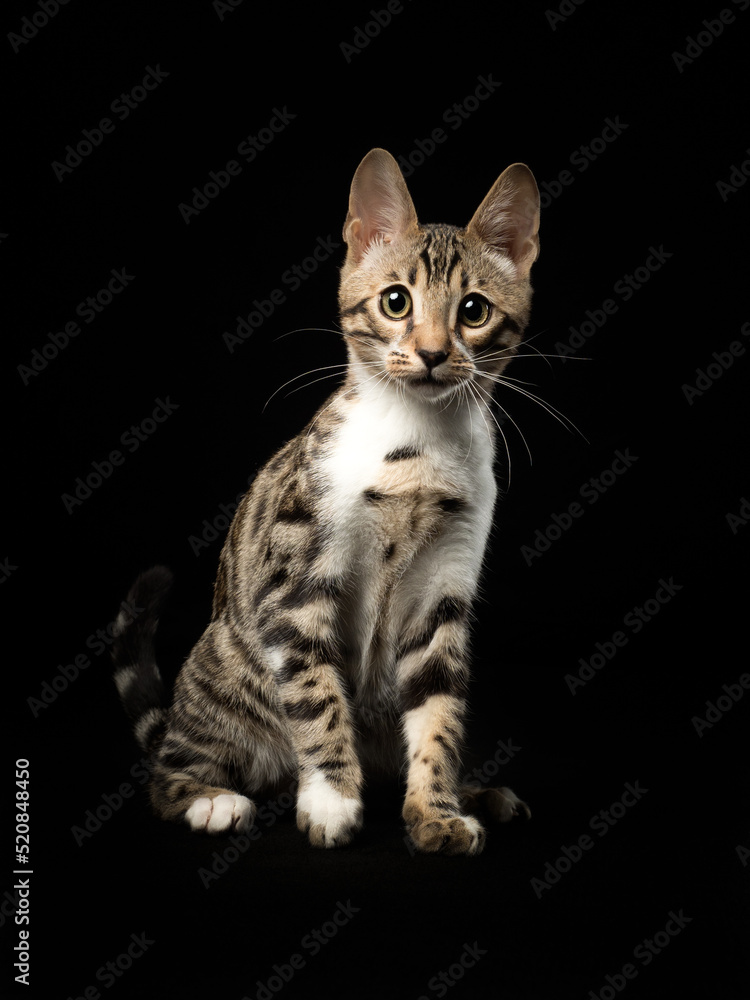 Portrait of a bengal kitten on black background, studio shot Portrait of a bengal kitten on black background, studio shot