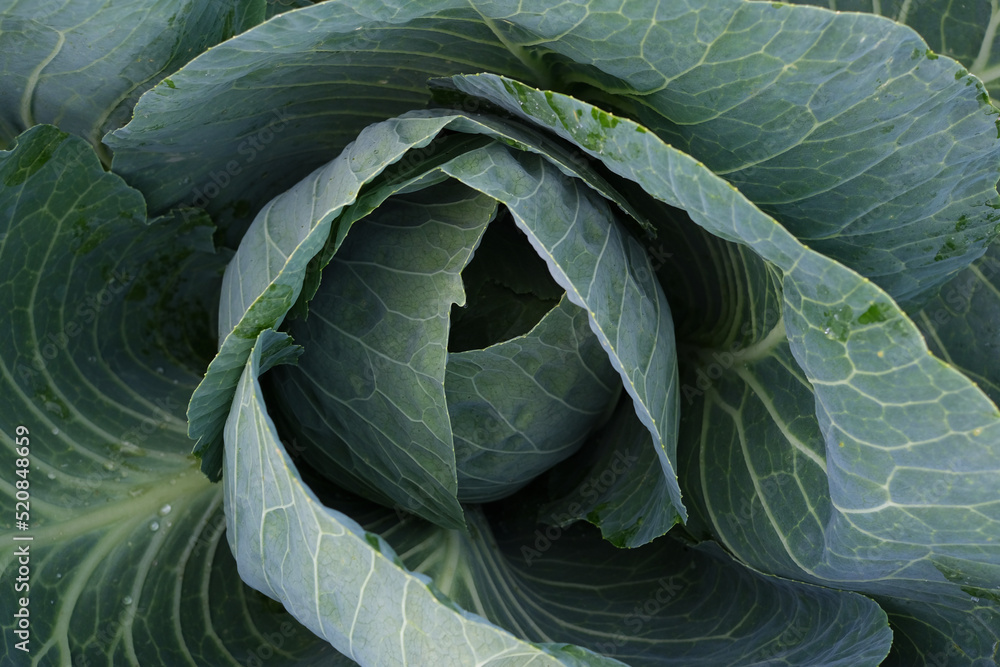 Obraz premium Fresh young cabbage close-up. Organic cabbage from the farm. Growing healthy vegetables. A head of cabbage.