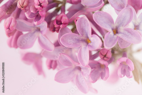 Blooming branch of lilac lilac with leaves isolated on a white background