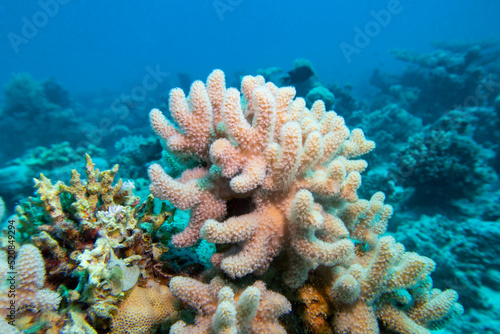 Colorful, picturesque coral reef at bottom of tropical sea, yellow Porites porites coral, underwater landscape
