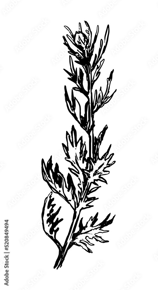 Wild plant retro ink sketch of weed. Hand drawn vector illustration of herb. Botanical clipart isolated on white background. Wild plant retro ink sketch of weed. Hand drawn vector illustration of herb. Botanical clipart isolated on white background.