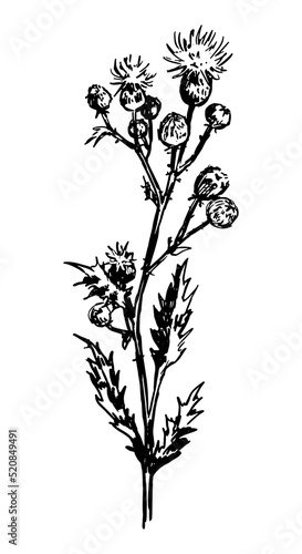 Wild plant thistle retro ink sketch of weed. Hand drawn vector illustration of herb. Botanical clipart isolated on white background.