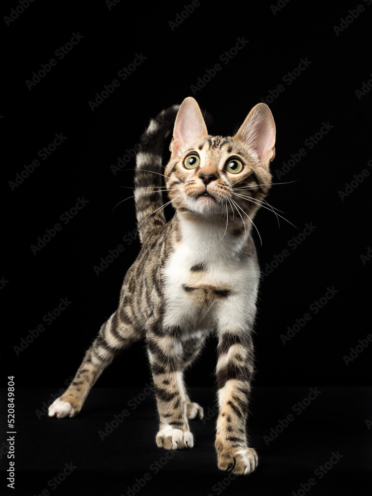 Fototapeta premium Portrait of a bengal kitten on black background, studio shot