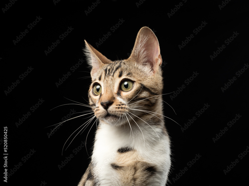 Portrait of a bengal kitten on black background, studio shot