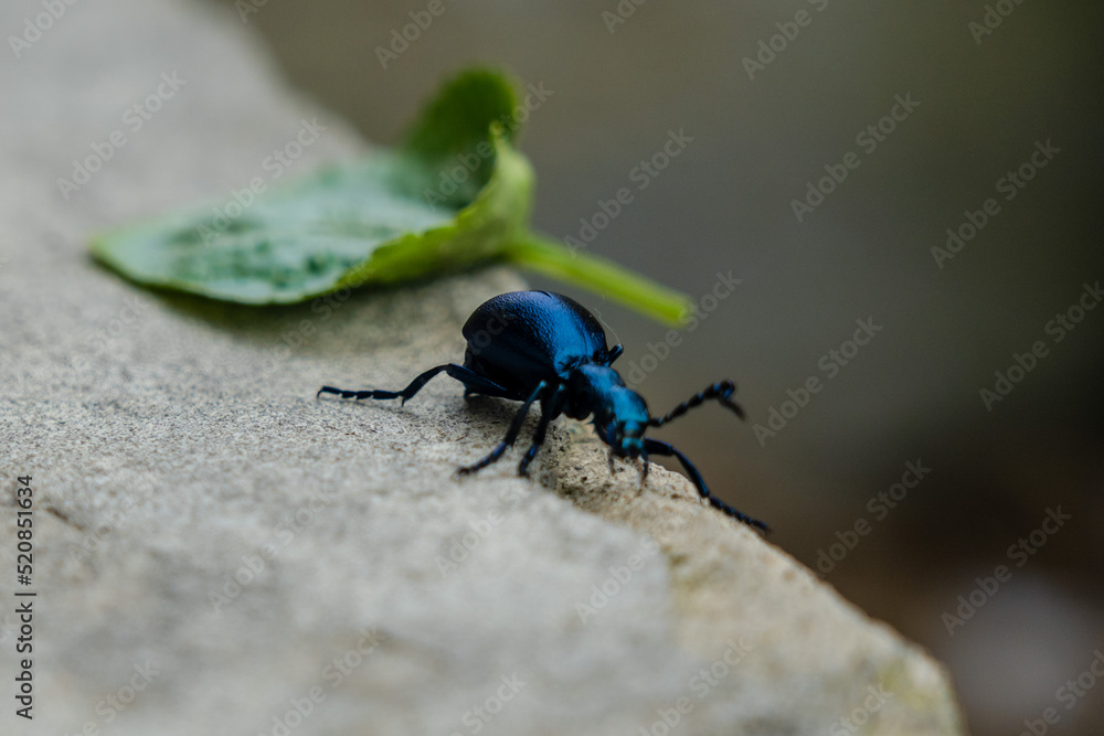 Closeup photo of a blue beetle with green leaf on stone Closeup photo of a blue beetle with green leaf on stone
