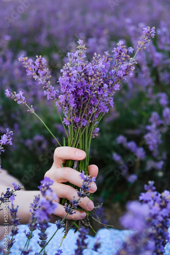 Fototapeta Naklejka Na Ścianę i Meble -  A woman's hand holds a bouquet of lavender in a lavender field. Side view, vertical image.