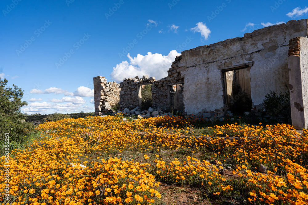 Ruins in the flowers of Nieuwoudtville, South Africa in Spring