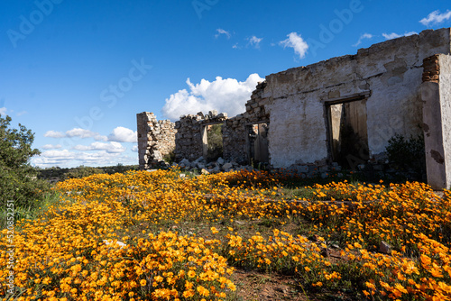 Ruins in the flowers of Nieuwoudtville, South Africa in Spring