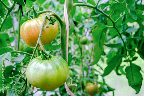 Large tomatoes on a branch ripen in July