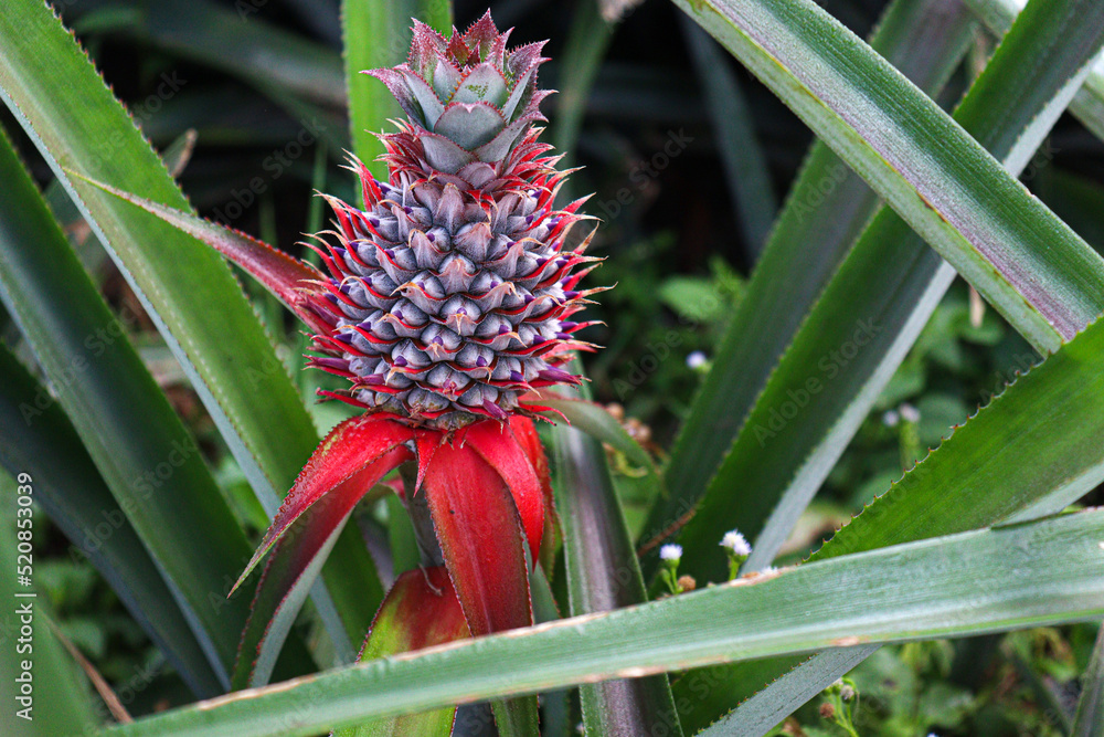 raw pineapple on farm for harvest raw pineapple on farm for harvest