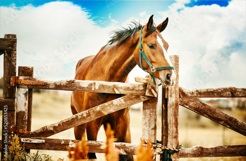 A beautiful bay horse stands at the wooden gate of the paddock on the farm against the background of the field and the blue sky on a clear day. Agriculture and horse care. Livestock.