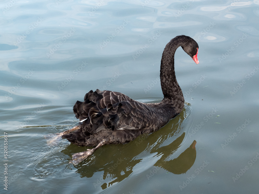 Fototapeta premium Black Swan (cygnus atratus) on a lake in Kent