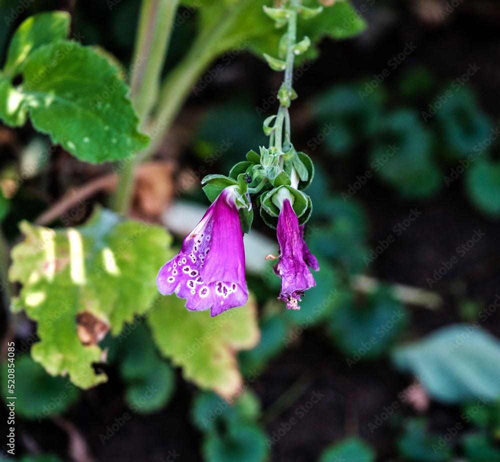 Verschieden farbige Blumen im Garten Verschieden farbige Blumen im Garten