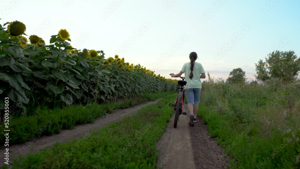 A teenage girl is walking next to a bicycle. Evening. Sunset. Sport. Relaxation. Sunflower field. Rural road. Yellow flowers. Countryside. Provinces. A teenage girl is walking next to a bicycle. Evening. Sunset. Sport. Relaxation. Sunflower field. Rural road. Yellow flowers. Countryside. Provinces.