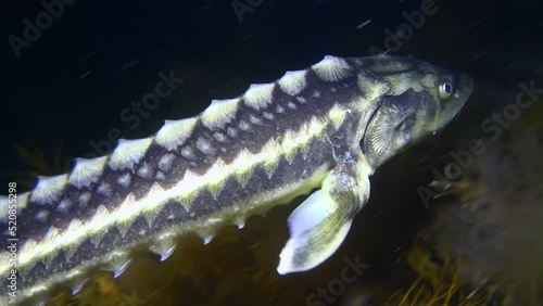 Danube sturgeon or Russian sturgeon (Acipenser gueldenstaedtii) swims slowly over brown algae, then slowly moves away into the darkness, close-up. photo