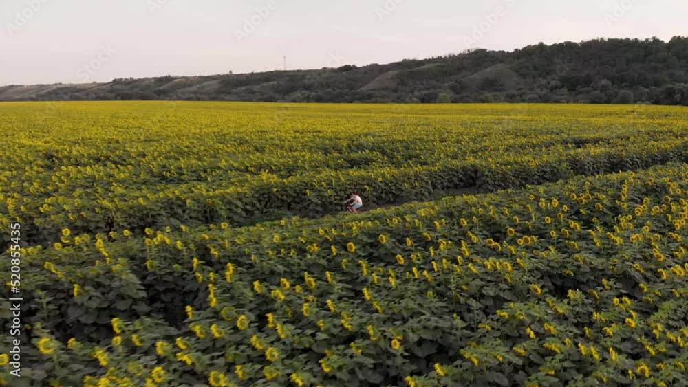 A teenage girl rides a bike. View from above. Sport. Relaxation. Sunflower field. Rural road. Panorama of the area. Yellow flowers. Countryside. Provinces. A teenage girl rides a bike. View from above. Sport. Relaxation. Sunflower field. Rural road. Panorama of the area. Yellow flowers. Countryside. Provinces.