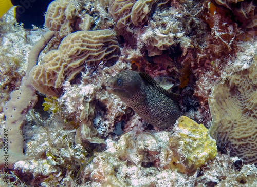 A Goldentail Moray Eel (Gymnothorax miliaris) in Cozumel, Mexico photo