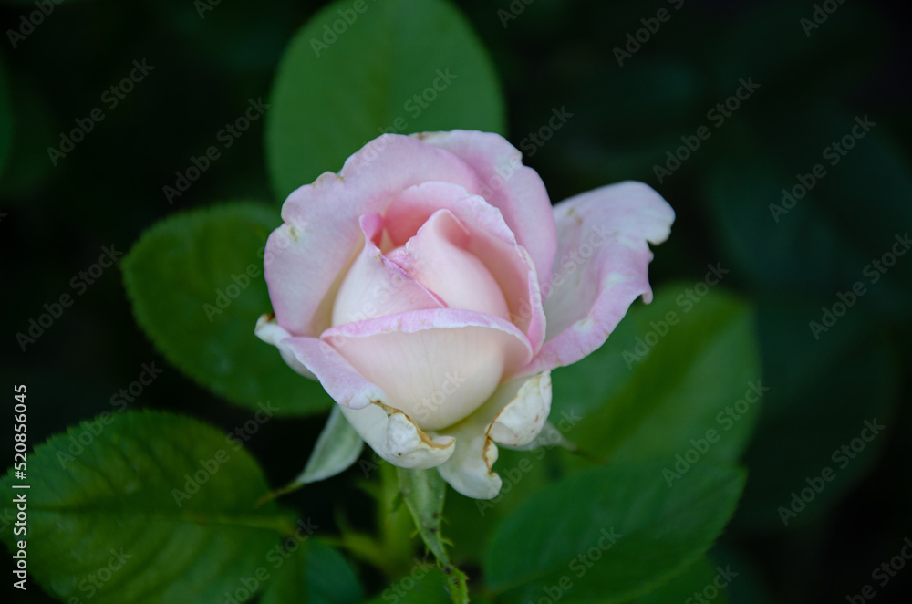 A small white-pink rose is blooming in the garden. Gardening. Breeding roses. A small white-pink rose is blooming in the garden. Gardening. Breeding roses.