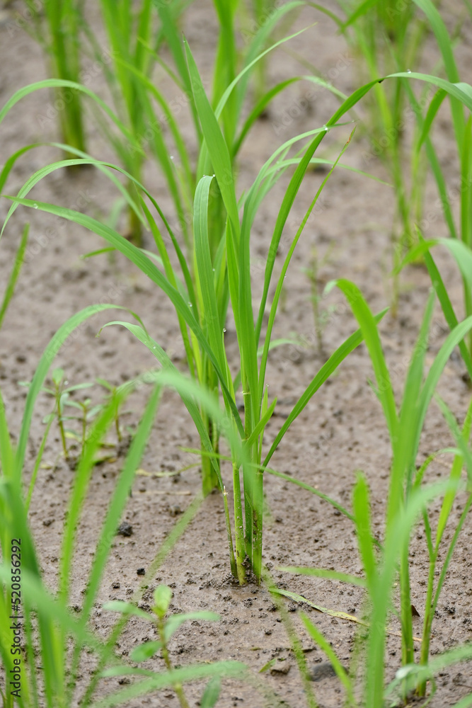 closeup the bunch green ripe paddy plant soil heap in row and growing in the farm soft focus natural green brown background. closeup the bunch green ripe paddy plant soil heap in row and growing in the farm soft focus natural green brown background.