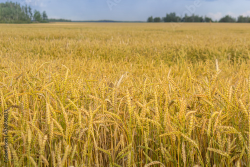 ripe spikelets of wheat on a sunny day. great harvest .Ears of golden wheat .background.Copy space