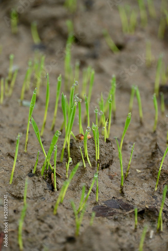 closeup the bunch green ripe paddy plant soil heap in row and growing in the farm soft focus natural green brown background.