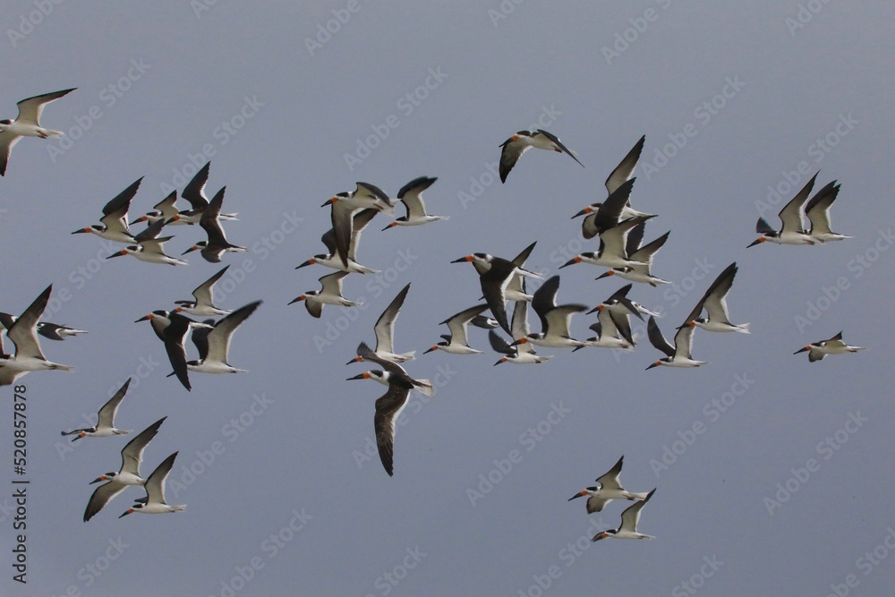 In flight flock of gull birds In flight flock of gull birds