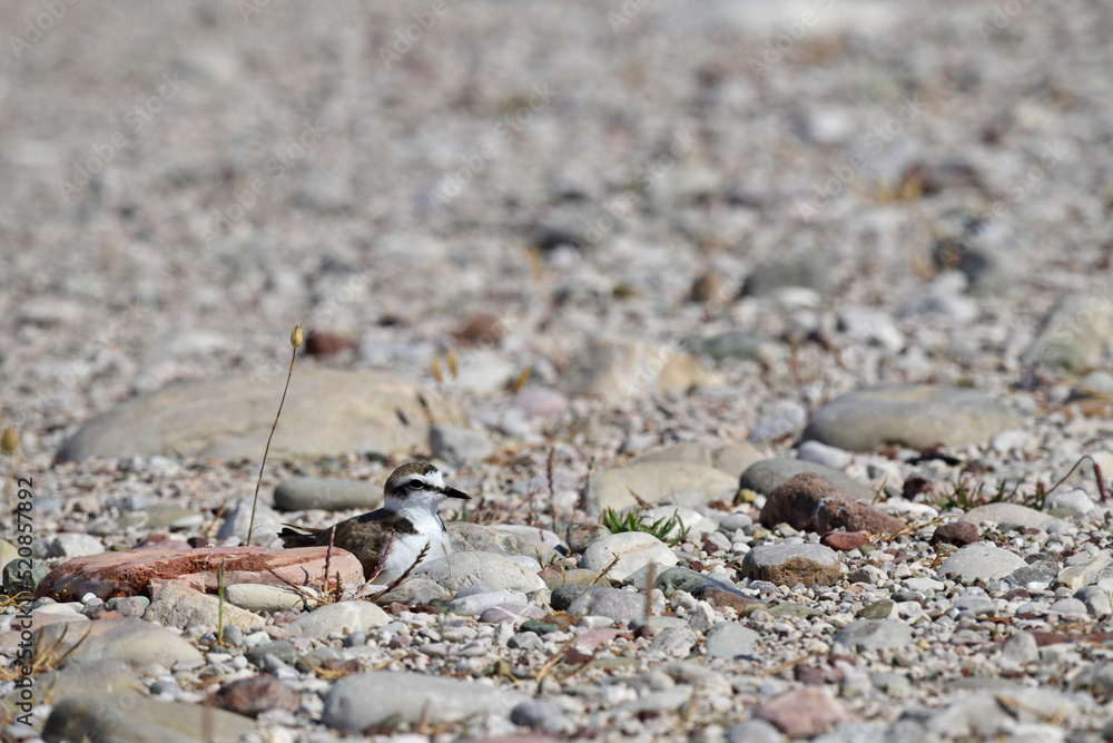 brütender Seeregenpfeifer // breeding Kentish plover (Charadrius alexandrinus) brütender Seeregenpfeifer // breeding Kentish plover (Charadrius alexandrinus)