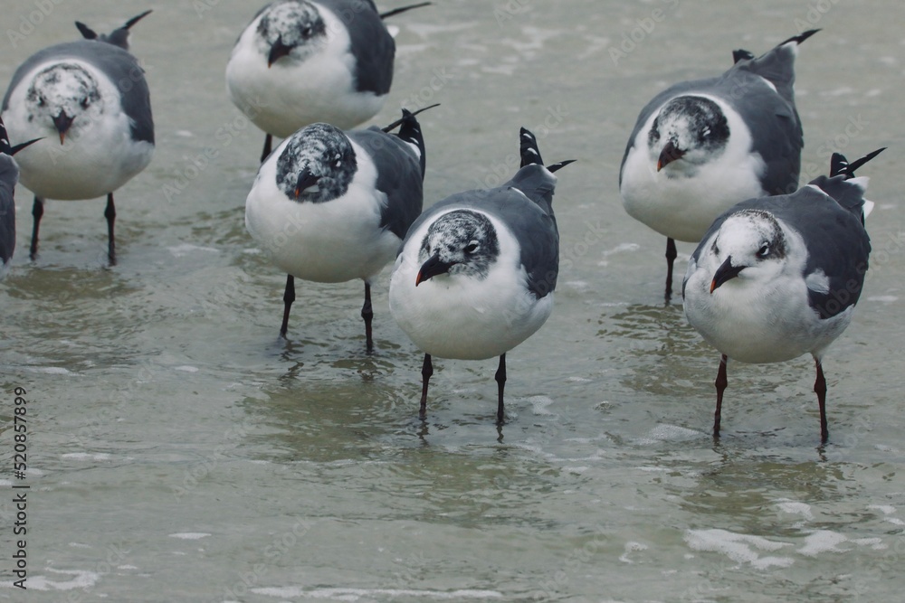 Fototapeta premium Flock of sea birds huddle together during the storm