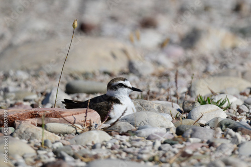 brütender Seeregenpfeifer // breeding Kentish plover (Charadrius alexandrinus) photo