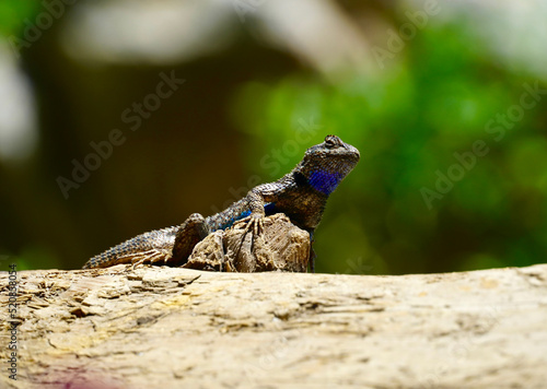 close up of a lizard